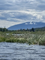 Xanthocephalus xanthocephalus