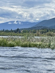 Xanthocephalus xanthocephalus