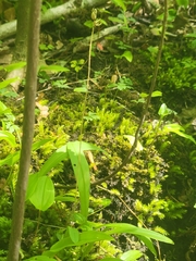 Platanthera clavellata