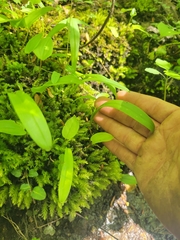 Platanthera clavellata