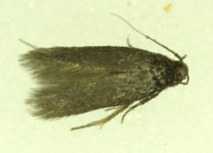 Tischeriidae