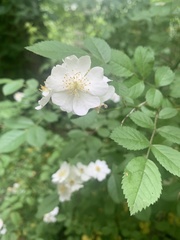 Rosa multiflora