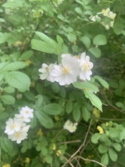 Rosa multiflora