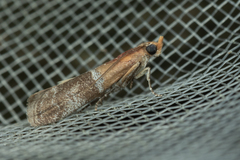 Moodna pallidostrinella
