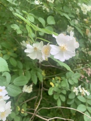 Rosa multiflora