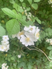 Rosa multiflora