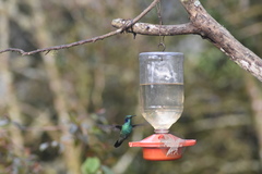 Colibri cyanotus