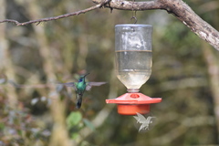 Colibri cyanotus