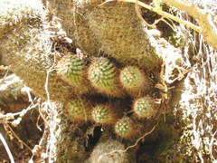 Mammillaria rhodantha