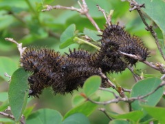 Hemileuca eglanterina
