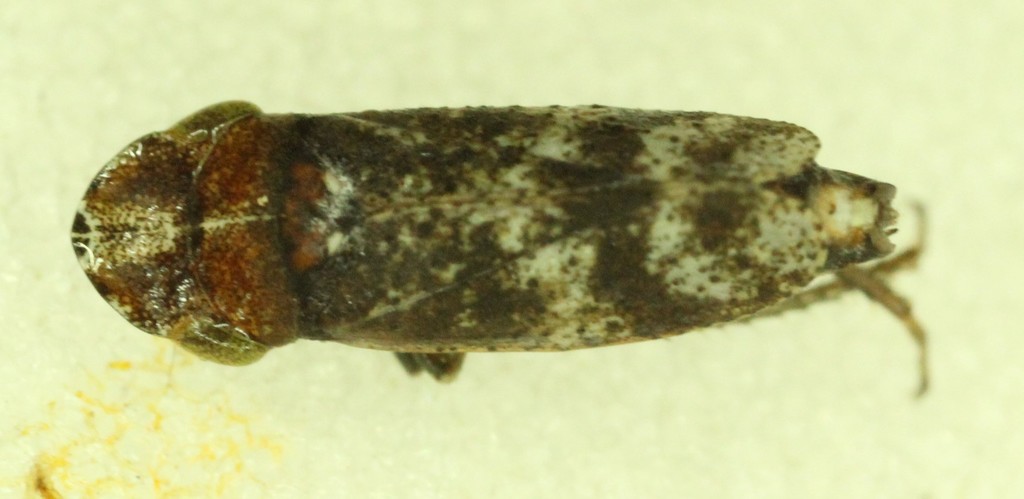 Koebeliina