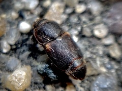 Caplothorax lugubris