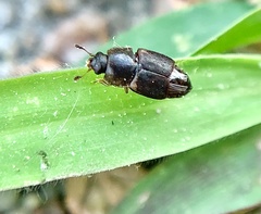 Caplothorax lugubris