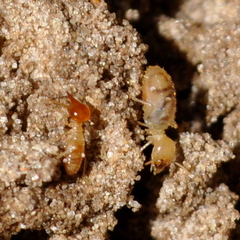 Cortaritermes fulviceps