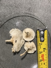 Clitocybe peralbida