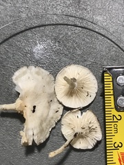 Clitocybe peralbida
