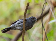 Thamnophilus caerulescens