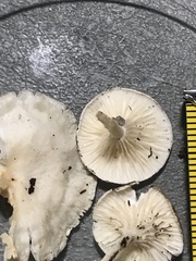 Clitocybe peralbida