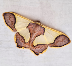 Plutodes subcaudata