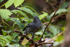 Thamnophilus caerulescens