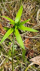 Lilium philadelphicum
