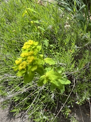 Euphorbia epithymoides