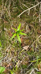 Lilium philadelphicum