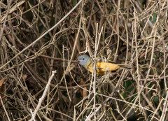 Mionectes rufiventris