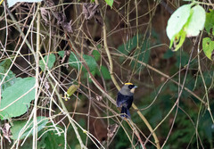 Trichothraupis melanops