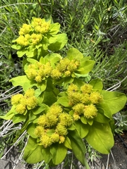 Euphorbia epithymoides