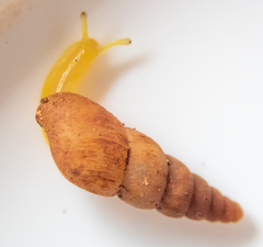 Paropeas achatinaceum