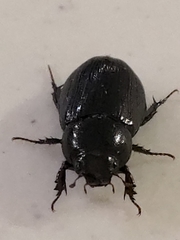 Dyscinetus morator