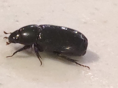 Dyscinetus morator