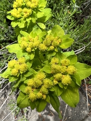 Euphorbia epithymoides