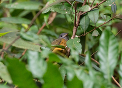 Mionectes rufiventris