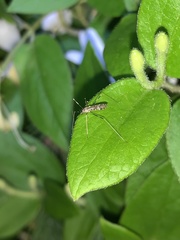 Chioneinae