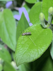Chioneinae