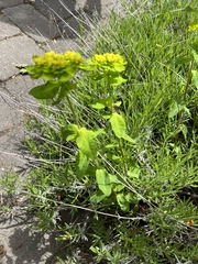 Euphorbia epithymoides