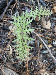 Pedicularis densiflora