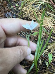 Calochortus coeruleus