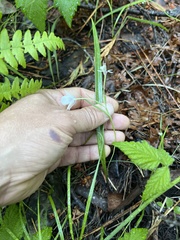 Calochortus coeruleus