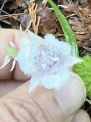 Calochortus coeruleus