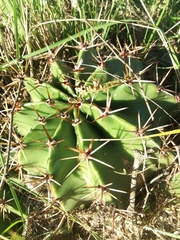 Echinopsis oxygona