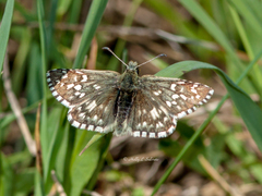 Pyrgus centaureae