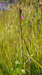 Primula pauciflora macrocarpa