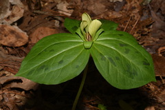 Trillium discolor