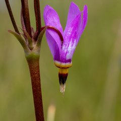 Primula pauciflora macrocarpa