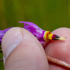 Primula pauciflora macrocarpa