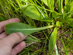 Primula pauciflora macrocarpa