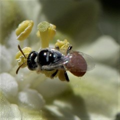 Perdita chamaesarachae